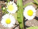 カモミールの花