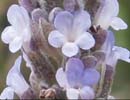 イングリッシュ・ラベンダーの花穂と葉