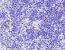 B7.1(CD80)