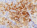 CD24